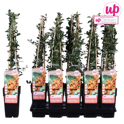 Feuerdorn 'Soleil d'Or' – Pflegeleichter Gartenstrauch mit leuchtenden Beeren