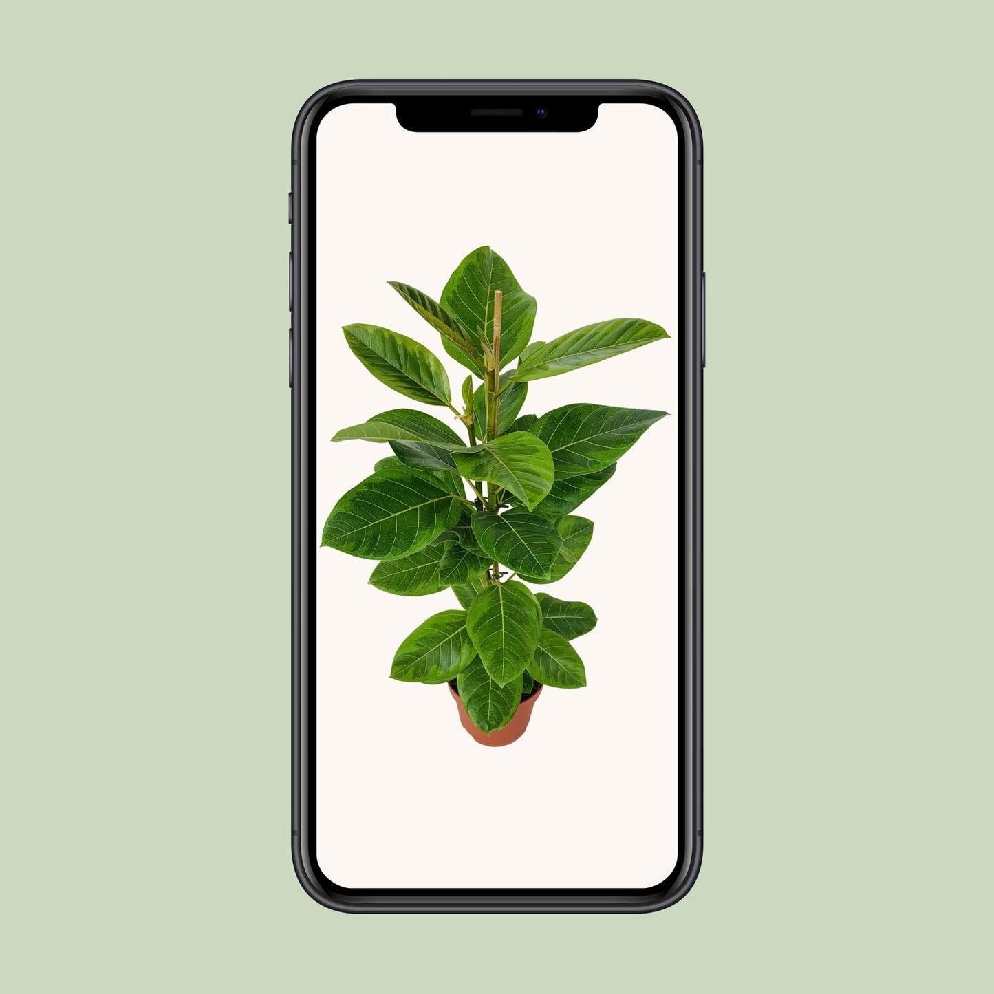 Ficus Benghalensis Roy Ø21cm – Pflegeleichte Zimmerpflanze