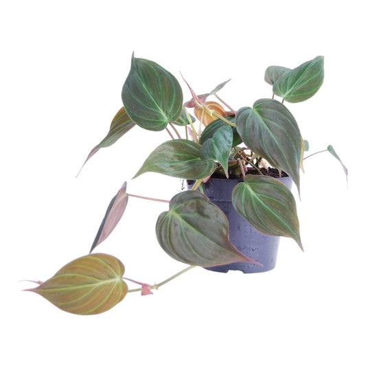 Philodendron scandens 'Micans' – pflegeleichte Zimmerpflanze 25 cm