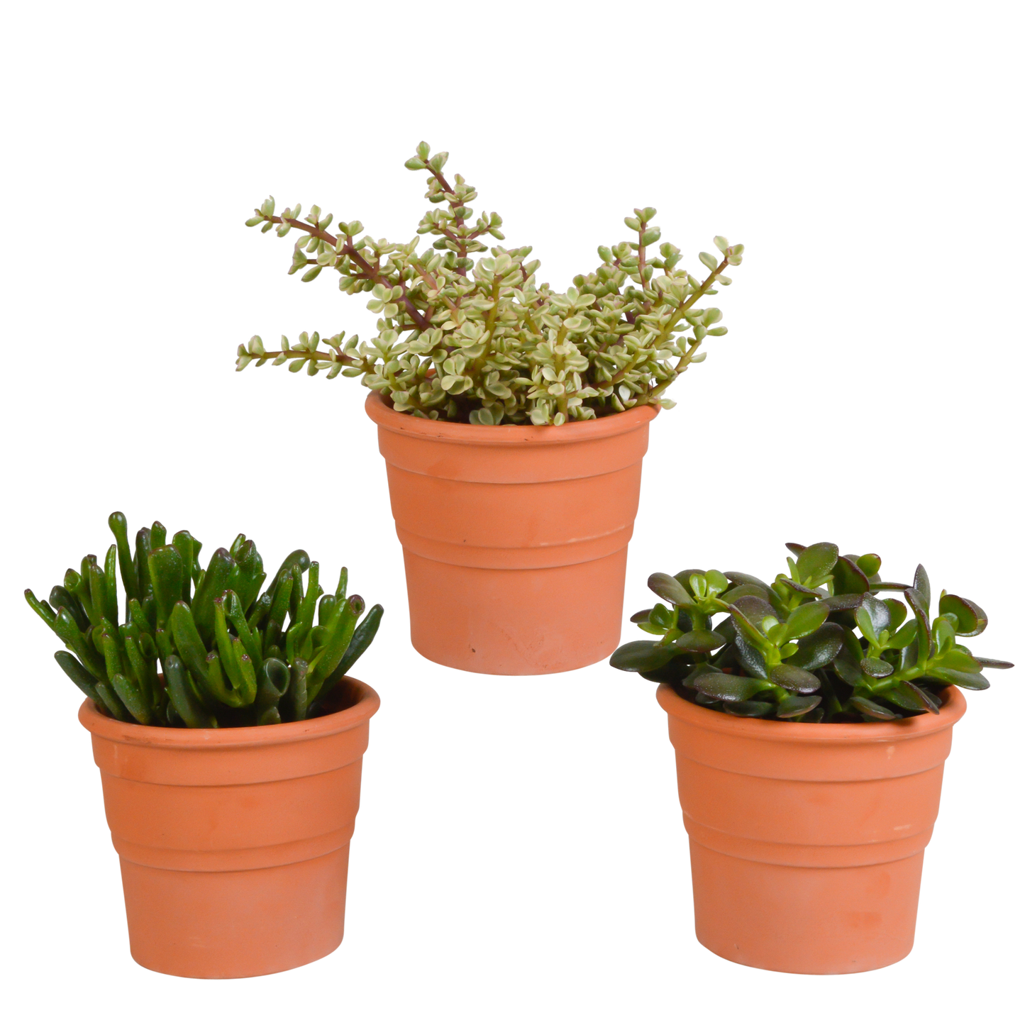Crassula-Mischung im Terrakottatopf – 3er Set