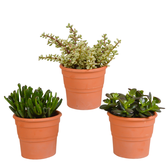 Crassula-Mischung im Terrakottatopf – 3er Set