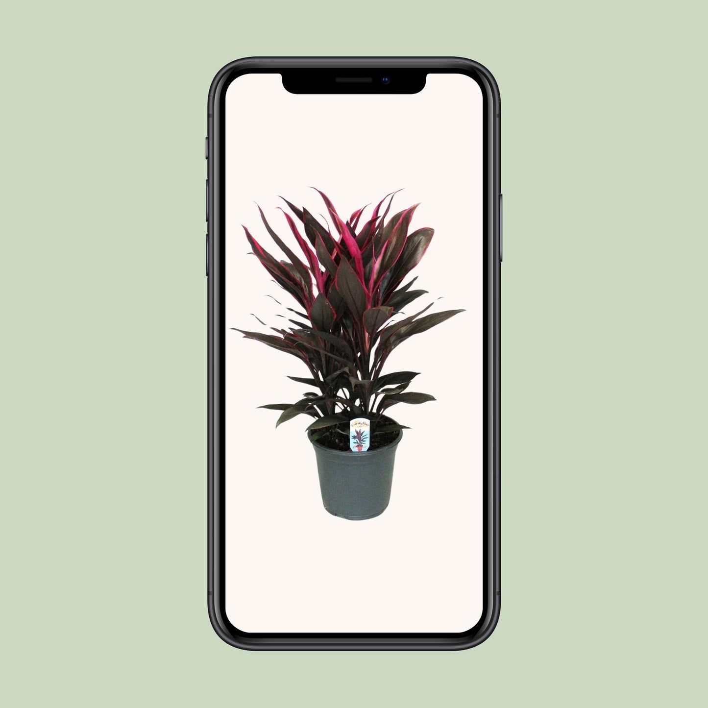 Cordyline Tango Toef – Bunte, pflegeleichte Zimmerpflanze Ø19cm