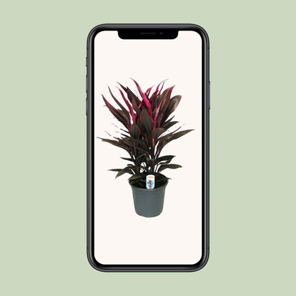 Cordyline Tango Toef – Bunte, pflegeleichte Zimmerpflanze Ø19cm