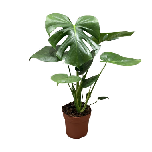 Fensterblatt Busch – Pflegeleichte Zimmerpflanze Ø17cm, 55cm hoch
