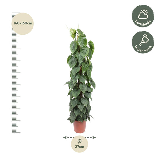 Philodendron Scandens mosstok – 150 cm, ø27 cm