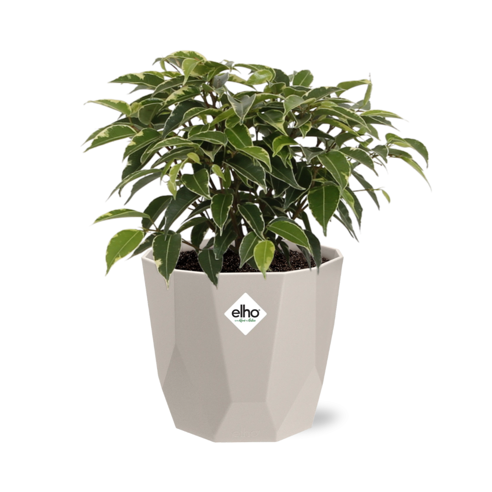 Ficus Benjamina Kinky – Pflegeleichte Zimmerpflanze im ELHO Topf