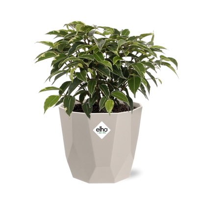Ficus Benjamina Kinky – Pflegeleichte Zimmerpflanze im ELHO Topf