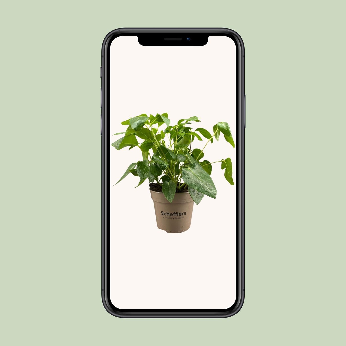 Schefflera Artinolphylla – Pflegeleichte Zimmerpflanze Ø15cm