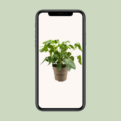 Schefflera Artinolphylla – Pflegeleichte Zimmerpflanze Ø15cm