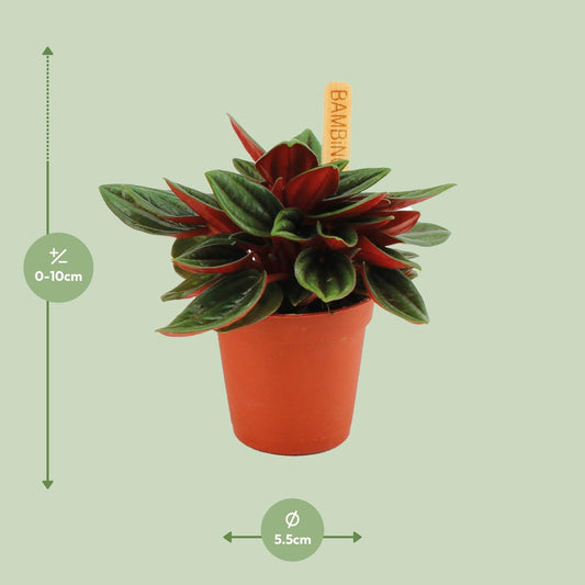 Peperomia Caperata Rosso – kompakte pflegeleichte Zimmerpflanze Ø6cm
