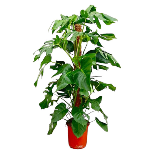 Monstera Pertusum – 120 cm – pflegeleichte Zimmerpflanze