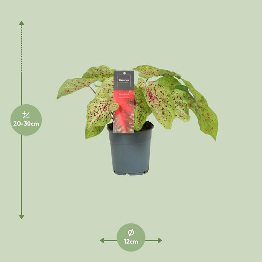 Caladium Miss Muffet – Pflegeleichte Engelsspitze Ø12cm
