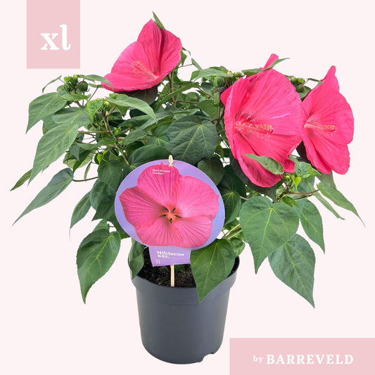 Hibiskus XXL Magenta – Große Blüten, Ø23cm Topf
