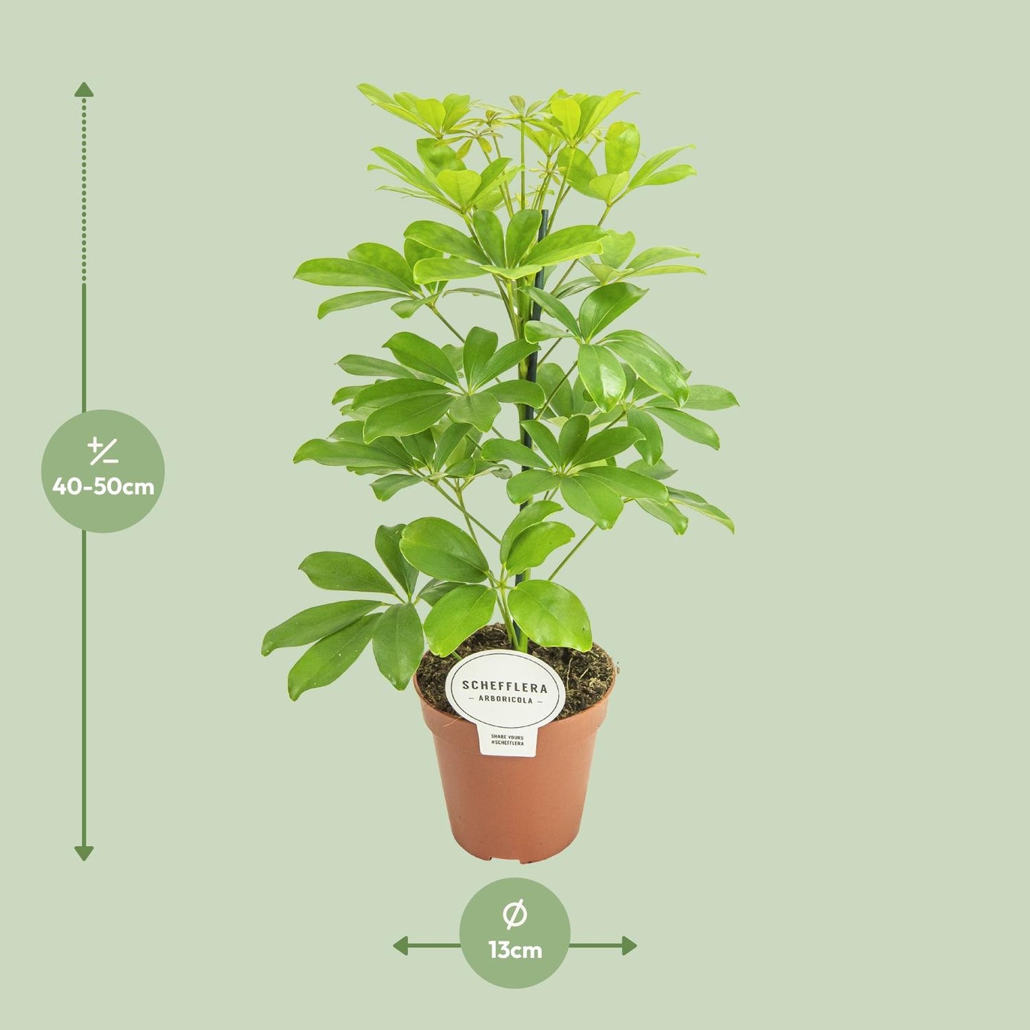 Schefflera Nora – Pflegeleichter Schirmbaum Ø13cm, 45cm hoch