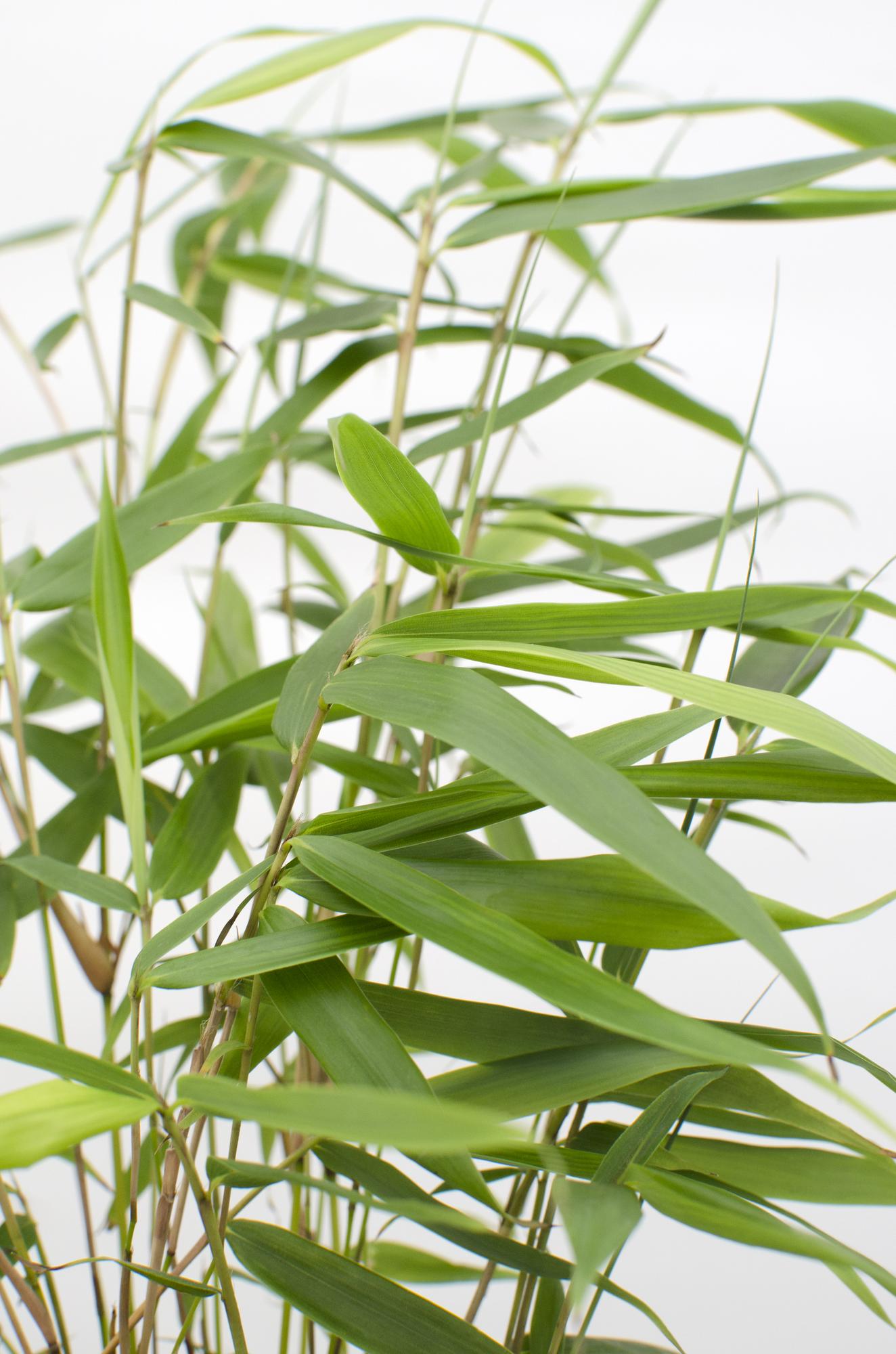Gartenbambus 'Pingwu' – Pflegeleichter Bambus Ø14cm, 40cm hoch