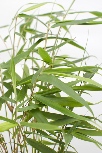 Gartenbambus 'Pingwu' – Pflegeleichter Bambus Ø14cm, 40cm hoch