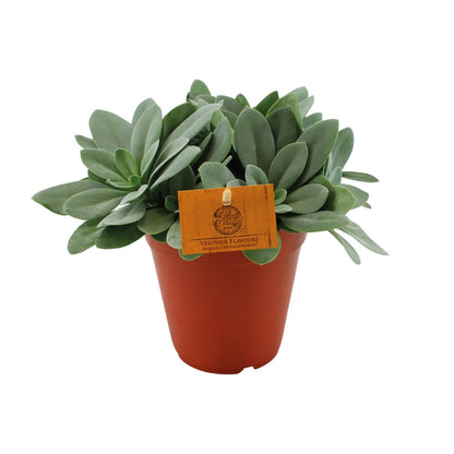 Senecio Cephalophorus – Pflegeleichte Zierpflanze Ø15 cm