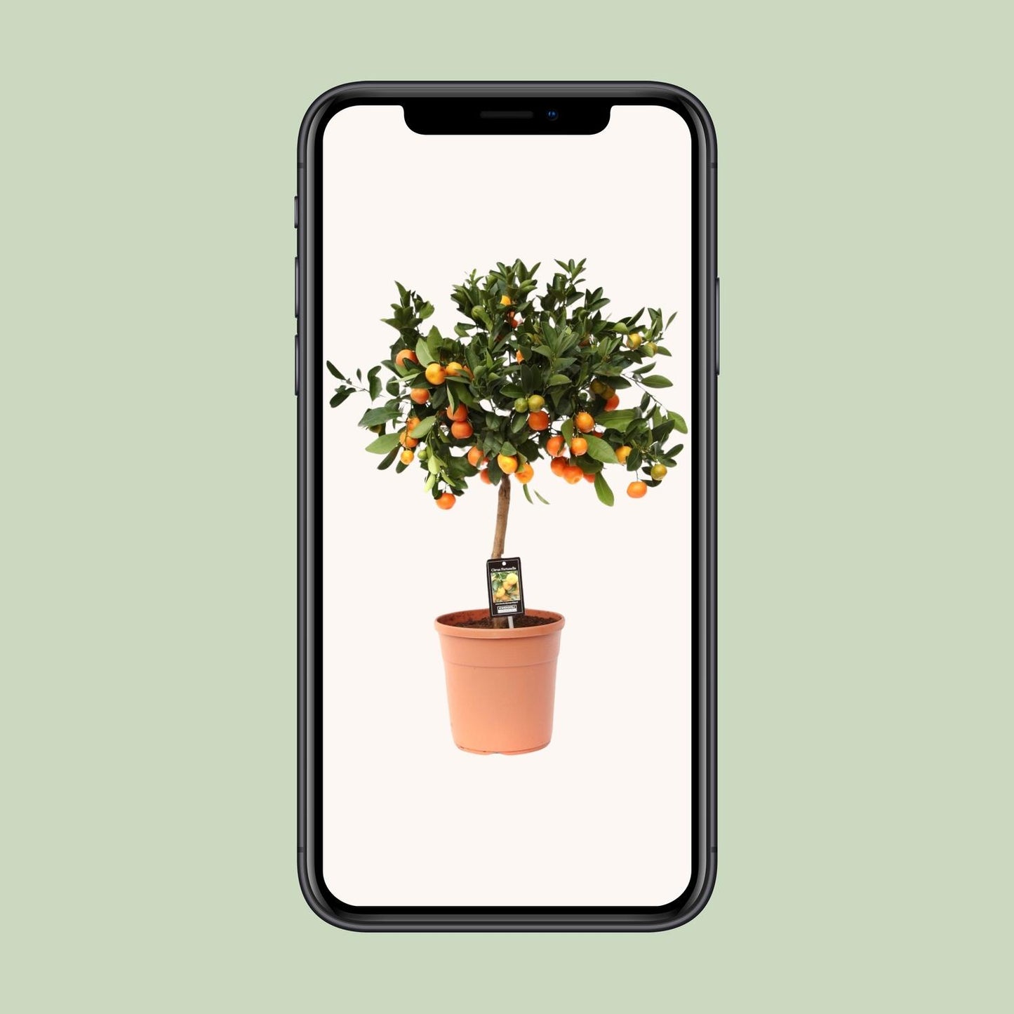 Citrus Calamondin – Pflegeleichte Zitruspflanze Ø22cm