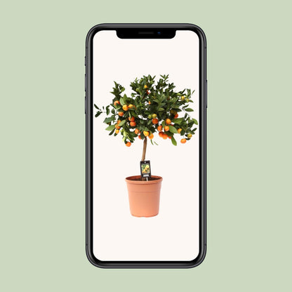 Citrus Calamondin – Pflegeleichte Zitruspflanze Ø22cm