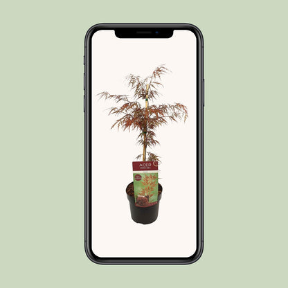 Acer palmatum 'Garnet' – Pflegeleichter Japanischer Ahorn Ø19cm