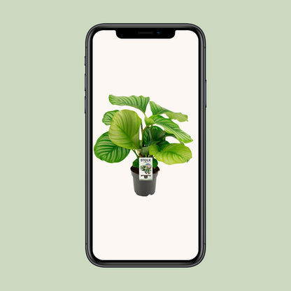 Calathea Orbifolia – Tropische pflegeleichte Zimmerpflanze Ø14cm