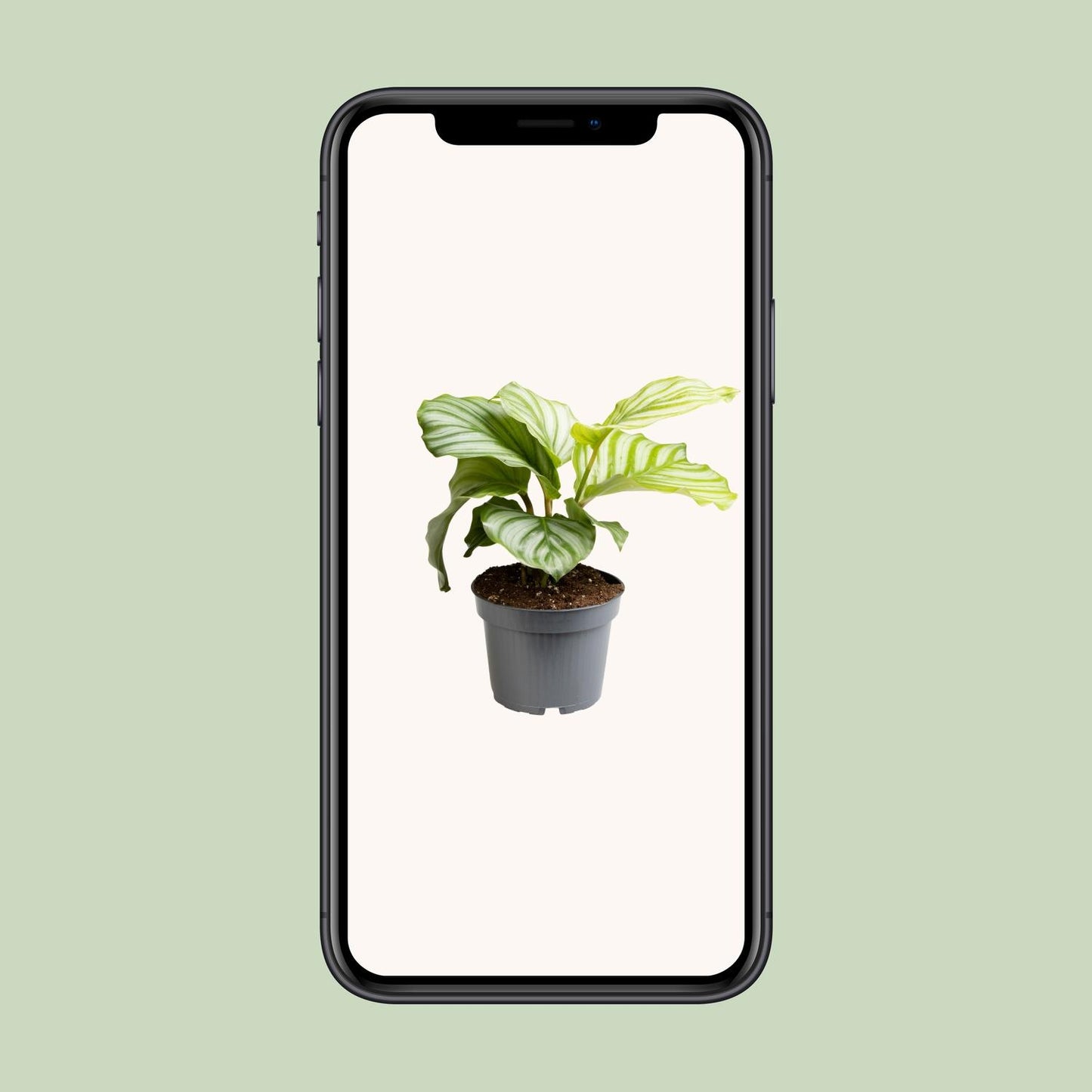 Calathea Orbifolia – Pflegeleichte Zimmerpflanze Ø12cm