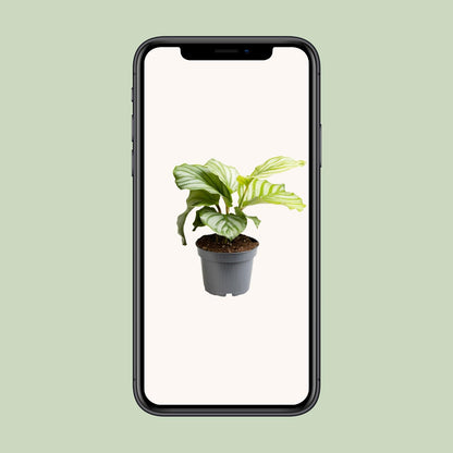 Calathea Orbifolia – Pflegeleichte Zimmerpflanze Ø12cm