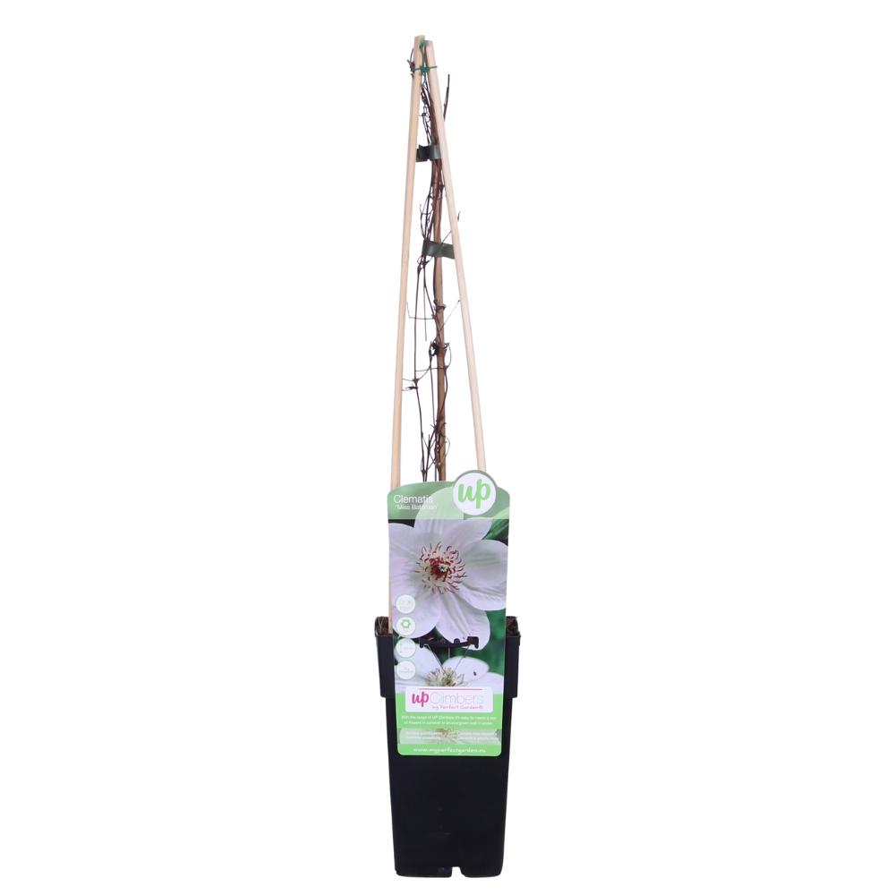 Clematis Miss Bateman – Weiße Waldrebe Ø15cm, 65cm hoch