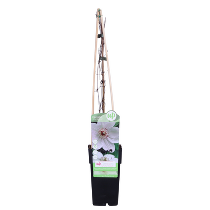 Clematis Miss Bateman – Weiße Waldrebe Ø15cm, 65cm hoch