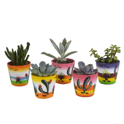 Sukkulenten-Mischung 5er Set in handbemalter Vase