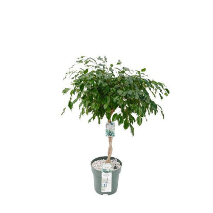 Birkenfeige 'Adora/Exotica' – Pflegeleichte Zimmerpflanze 120 cm