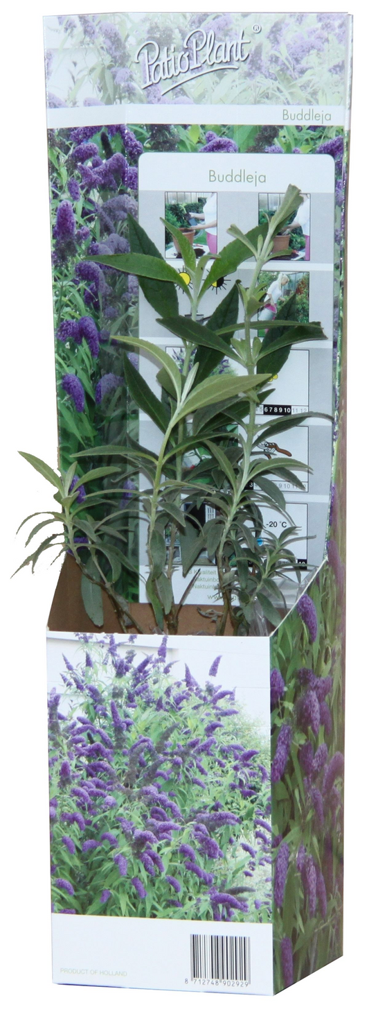 20x Buddleja davidii Mix – Blühender Schmetterlingsstrauch