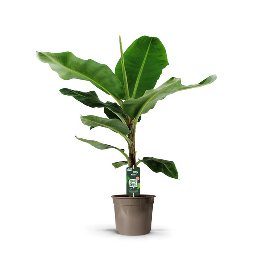 Bananenplant (Musa) – Exotische, pflegeleichte Zimmerpflanze 140 cm
