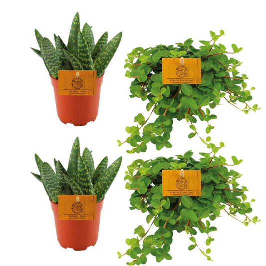 Aloe Paradisicum & Peperomia Rotundifolia 4er Set Ø10,5cm
