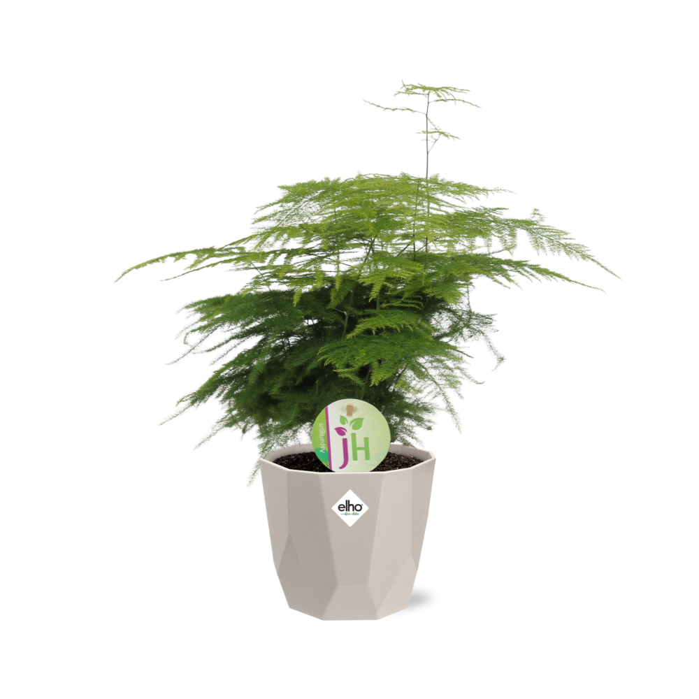 Spargelfarn ‘Plumosus’ in ELHO b.for rock 14 cm warm grey