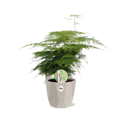 Spargelfarn ‘Plumosus’ in ELHO b.for rock 14 cm warm grey