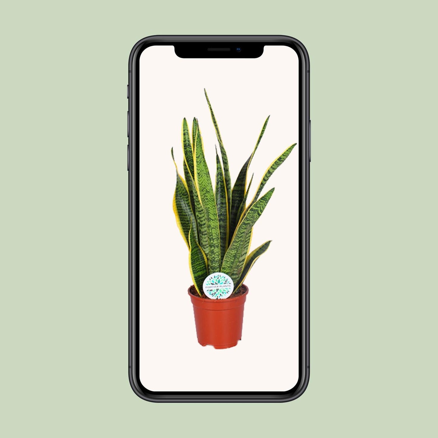 Sansevieria Trifasciata Laurentii – Pflegeleichte Schlangenpflanze Ø17cm