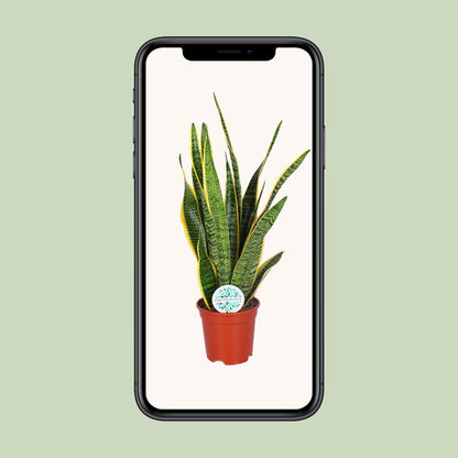 Sansevieria Trifasciata Laurentii – Pflegeleichte Schlangenpflanze Ø17cm