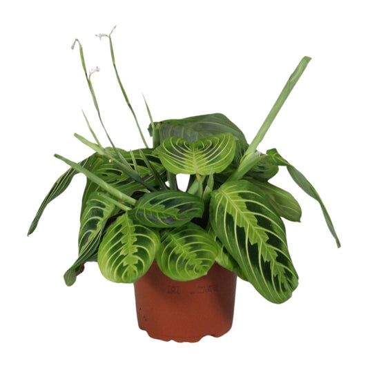 Pfeilwurz 'Lemon Lime' – pflegeleichte Zimmerpflanze Ø12cm