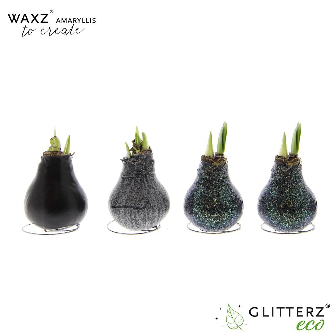 Amaryllis Waxz To Create Black – 4er-Set Ø7 cm