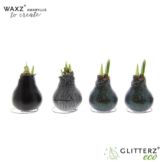 Amaryllis Waxz To Create Black – 4er-Set Ø7 cm