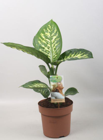 Dieffenbachia Tropic Snow – Pflegeleichte Zimmerpflanze Ø17cm