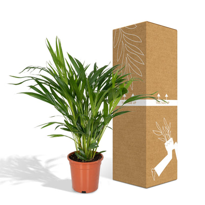 Dypsis Lutescens (Areca-Palme) Ø17cm, ca. 60cm hoch