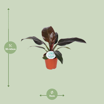 Philodendron Imperial Red – Tropische Zimmerpflanze Ø14cm