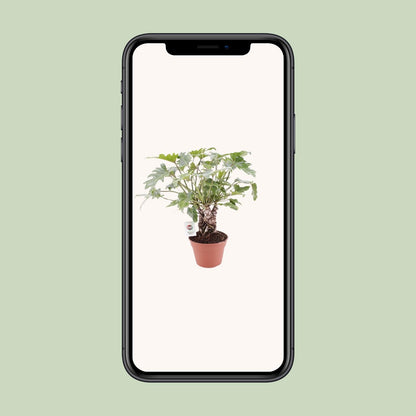 Philodendron Xanadu am Stamm – pflegeleichte Zimmerpflanze Ø17cm