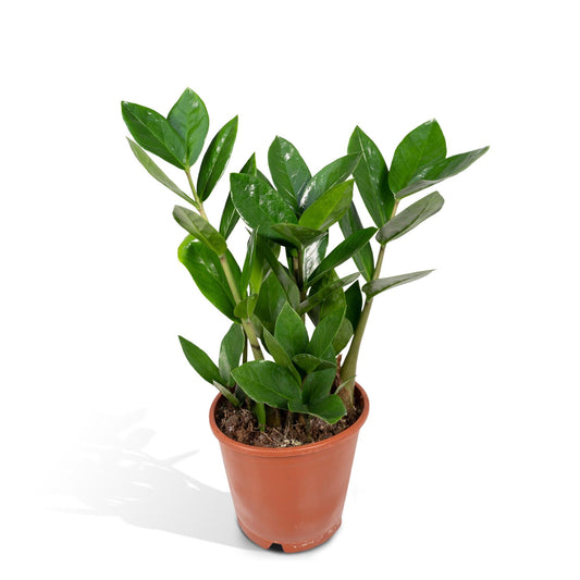 Zamioculcas Zimmerpflanze Ø12cm, 35cm hoch – Pflegeleicht & Robust