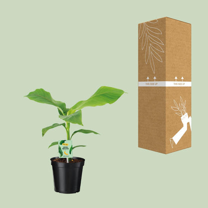Musa Basjoo Bananenbaum Ø17 cm – 45 cm hoch, pflegeleicht & robust