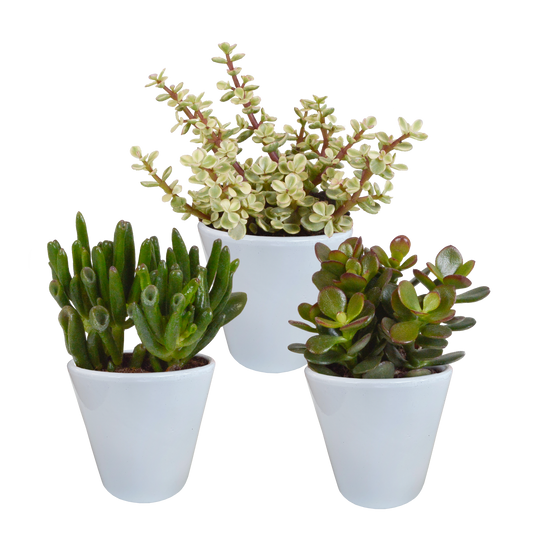 Crassula-Mix 3er Set im weißen Keramiktopf 8,5 cm