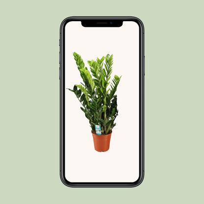 Zamioculcas Zamiifolia – Pflegeleichte Zimmerpflanze Ø21cm