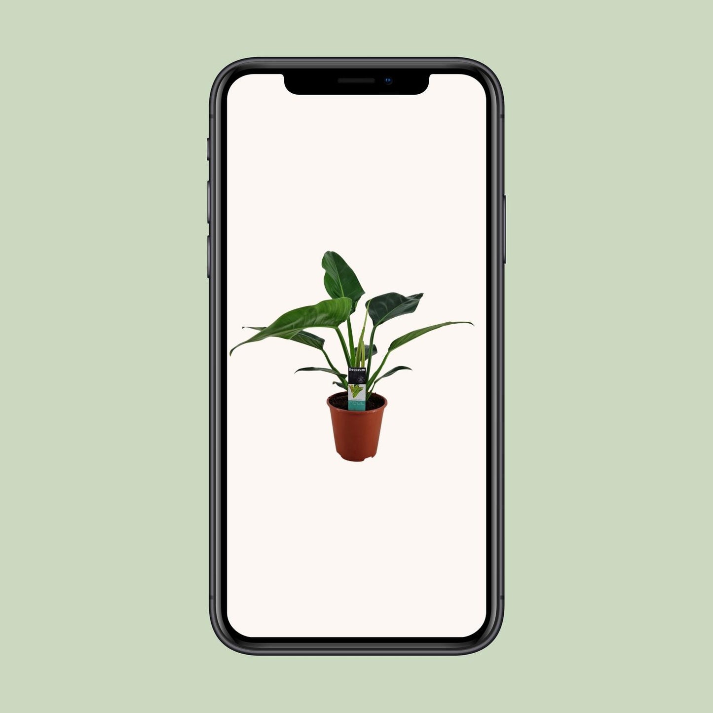 Philodendron Congo Millions – Pflegeleichte Zimmerpflanze Ø19cm